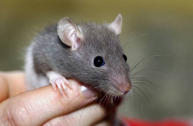Hausratte, Alexandriner Hausratte, Dachratte (Rattus rattus), Ratte auf einer Hand black rat, roof rat, house rat, ship rat (Rattus rattus), rat on a hand BLWS179264