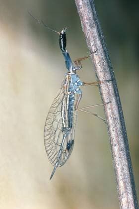 Kamelhalsfliege (Dichrostigma flavipes), sitzend snakefly (Dichrostigma flavipes), sitting BLWS004737