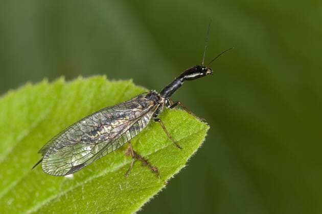 Gefleckte Kamelhalsfliege, Gefleckte Kamelhals-Fliege (Phaeostigma notata), Weibchen sitzt auf einem Blatt, Deutschland snakefly (Phaeostigma notata), female on a leaf, Germany BLWS296749