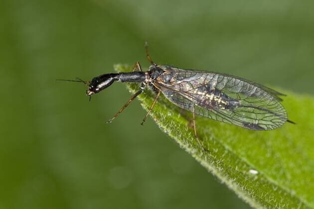 Gefleckte Kamelhalsfliege, Gefleckte Kamelhals-Fliege (Phaeostigma notata), Weibchen sitzt auf einem Blatt, Deutschland snakefly (Phaeostigma notata), female on a leaf, Germany BLWS296750