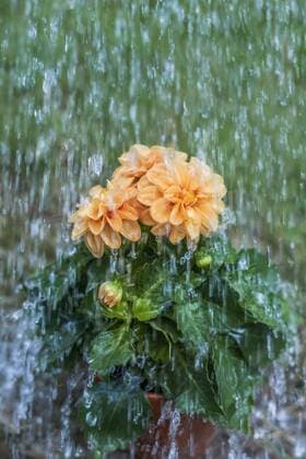 Regen prasselt in der Dämmerung auf einen Blumentopf mit Dahlien