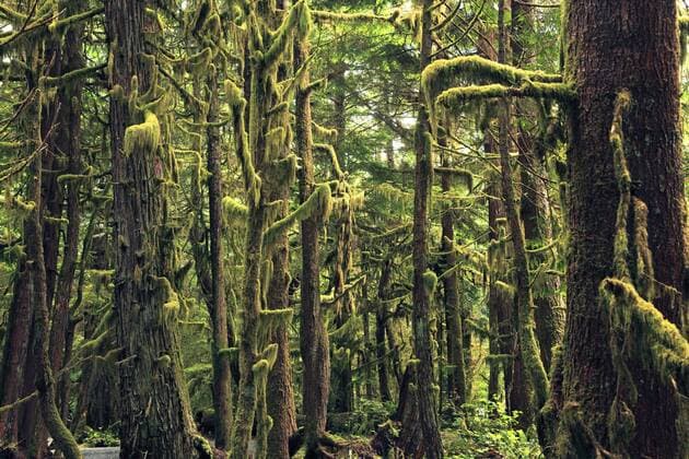 feuchtgemaessigter Regenwald mit Flechtenbewuchs, Kanada, Vancouver Island humid temperate rainforest with lichen growth, Canada, Vancouver Island BLWS390309