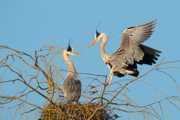 Landung eines Graureihers (Ardea cinerea) auf Nest mit Nistmaterial, Hessen, Deutschland, Europa Copyright: imagebroker/WilfriedxMartin ibxwma04105466.jpg