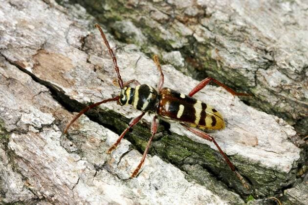 Hornissenbock, Hornissen-Bock, Hornissen-Bockkaefer, Hornissenbockkaefer, Bunter Eichen-Widderbock, Bunter Eichenwidderbock (Plagionotus detritus), auf Rinde, Deutschland Longhorn beetle (Plagionotus detritus), on bark, Germany BLWS391740
