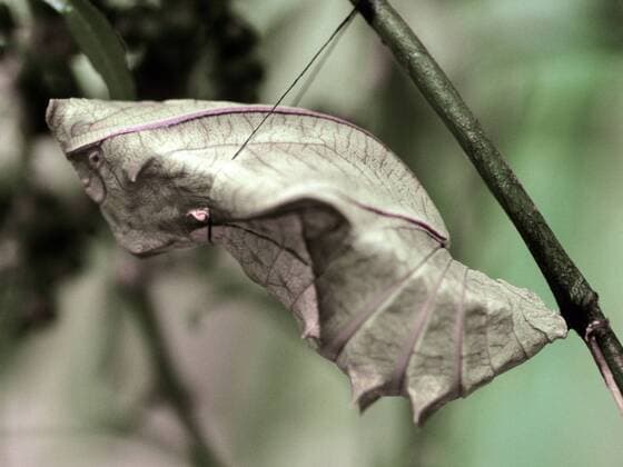 Tropischer Ripperfalter (Troides helena), Puppe Common Birdwing (Troides helena), pupa BLW054071