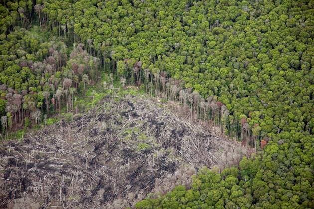 Sumatra: Gefährdeter Regenwald Copyright: JOKER JoergxLoeffke JOKER090306442971