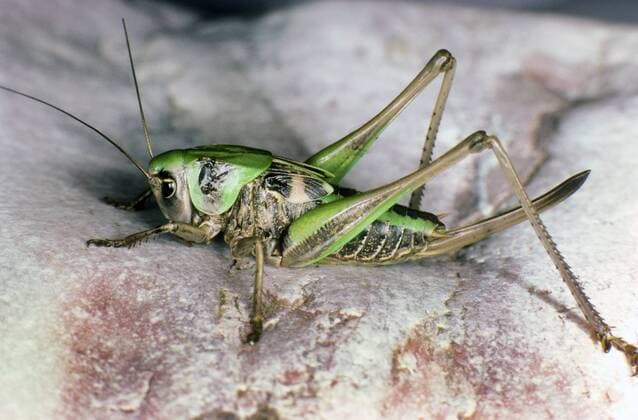 Warzenbeisser (Decticus verrucivorus), larve, Weibchen mit langem Legebohrer, Deutschland wart-biter, wart-biter bushcricket (Decticus verrucivorus), larva, female with long ovipositor, Germany BLWS392327