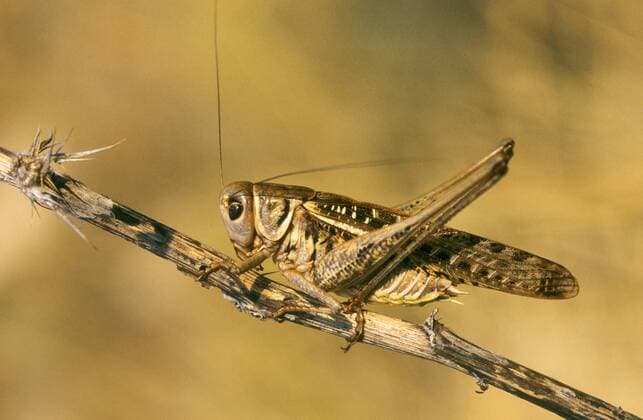 Warzenbeisser (Decticus verrucivorus), Maennchen, Deutschland wart-biter, wart-biter bushcricket (Decticus verrucivorus), male, Germany BLWS392322