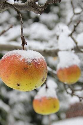 apfel im schnee  1043300872