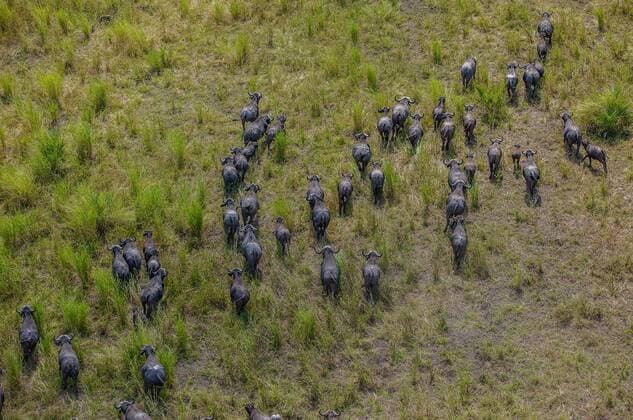 IMAGO Nature: Unsere Erde, Naturschutz, Naturschutzgebiete in Afrika MAPUTO, April 22, 2015 -- Buffaloes run in the Gorongosa National Park, central Mozambique, on April 22, 2015. The Gorongosa National Park is one of Mozambique s largest and well-known national park, with an area of over 4,000 square km of valley floor and parts of surrounding plateaus. The unique geographic features of Gorongosa at one time supported some of the densest wildlife populations in all of Africa, but large mammal numbers were reduced by as much as 95 percent and ecosystems stressed during Mozambique s long civil conflict at the end of the 20th century. The country has also been criticized by WWF and other environmental organisations as not taking severe measures against poaching, under which circumstance, the parliament passed a new law in April 2014 in order to crack down on poaching. ) MOZAMBIQUE-GORONGOSA NATIONAL PARK MauroxVombe 