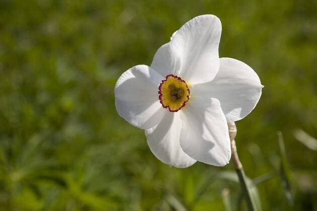 Weiße Narzisse (Narcissus), Nordrhein-Westfalen, Deutschland, Europa Copyright: imageBROKER/WilfriedxWirth ibxdwh04122996.jpg