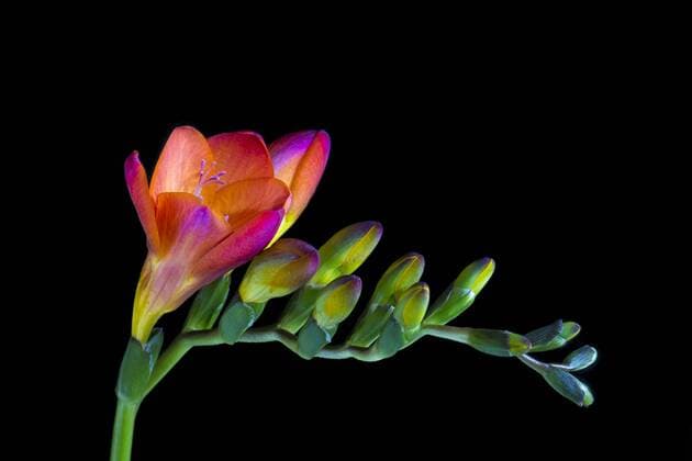  Rote Freesie (Freesia) Copyright: imageBROKER/GeorgxStelzner ibxcag04123067.jpg