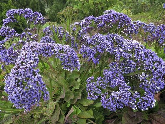 Strauchiger Strandflieder (Limonium fruticans), bluehend, Kanaren, Teneriffa Limonium fruticans (Limonium fruticans), blooming, Canary Islands, Tenerife, Gueimar BLWS393186
