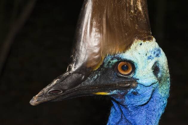 Helmkasuar, Casuarius casuarius, Queensland, Australien Southern Cassowary, Casuarius casuarius, Queensland, Australia Helmkasuar, Australien 