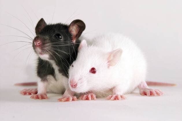 Ratten (Rattus spec.), zwei junge Ratten rats (Rattus spec.), two young rats BLWS393431