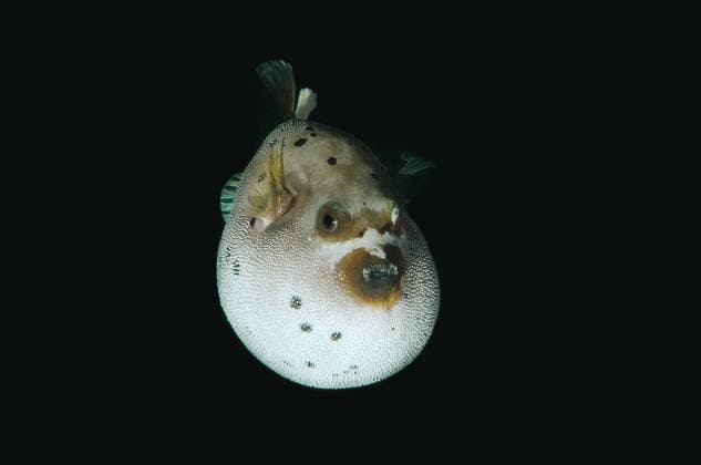 Schwarzflecken-Kugelfisch (Arothron nigropunctatus), Boholsee, Cebu, Philippinen, Asien Copyright: imageBROKER/AndreyxNekrasov ibxaaa04011064.jpg