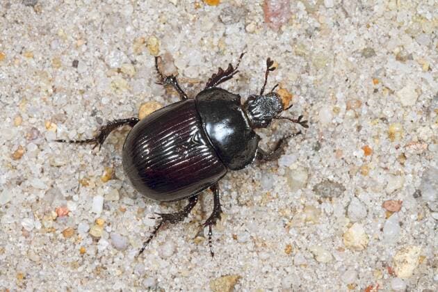 Stierkaefer, Stier-Kaefer (Typhaeus typhoeus, Typhoeus typhoeus), Weibchen, Deutschland Minotaur beetle (Typhaeus typhoeus, Typhoeus typhoeus), female, Germany BLWS394291