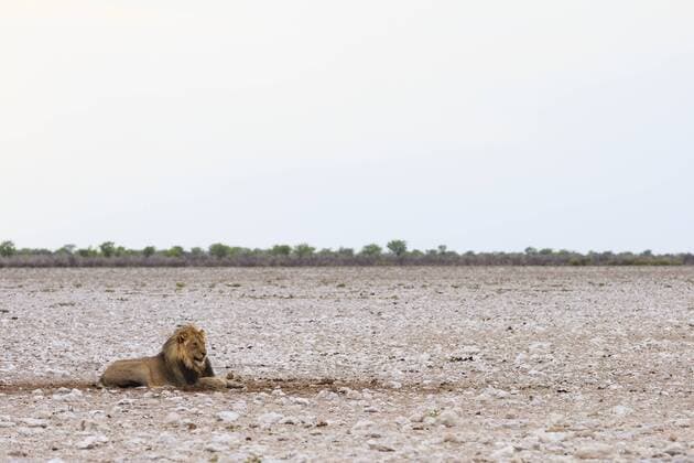 Löwe (Panthera leo), Männchen, im Morgenlicht, Etosha-Nationalpark, Namibia, Afrika Copyright: imageBROKER/MarkusxObländer ibxmac04111215.jpg
