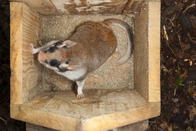 Gartenschlaefer, Garten-Schlaefer (Eliomys quercinus), in einem Vogelnistkasten, Deutschland Garden dormouse (Eliomys quercinus), in a nest box, Germany BLWS351138