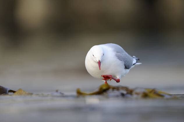 Red-billed Gull (Larus novaehollandiae) lifting his foot, New Zealand, Stewart island Red-billed gull  AndréxGilden (18600)