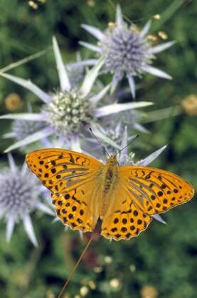 Kaisermantel, Silberstrich (Argynnis paphia), Maennchen auf Mannstreu, Deutschland silver-washed fritillary (Argynnis paphia), male on umbell flowers, Germany BLWS394907