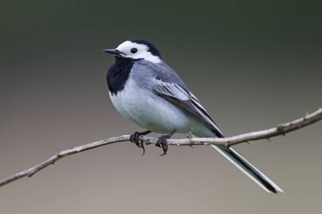 White Wagtail (Motacilla alba) adult male bird in breeding plumage perched on a branch, Germany White Wagtail  Schulzwildlifeimages (37506)