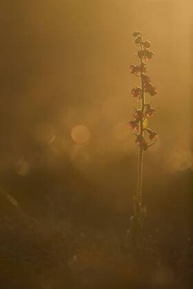 Dark Red Helleborine (Epipactis atrorubens) flowering on the Alvaret, Sweden, Kalmar län, Stora Alvaret Dark Red Helleborine  MartxSmit (105577)