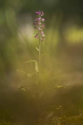 Dark Red Helleborine (Epipactis atrorubens) flowering in a pine forest, Sweden, Kalmar län Dark Red Helleborine  MartxSmit (113472)