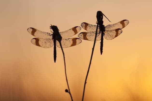 Duo Banded Darters (Sympetrum pedemontanum) drying at sunrise., The Netherlands, Noord-Brabant, Mariaheide Banded Darter  GerardxSchouten (57706)