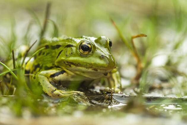 Pool Frog (Pelophylax lessonae) in hunting position on the edge of a pond waiting for prey, Deutschland, North Rhine-Westphalia, Wahner Heide Pool Frog  AlexandraxWuensch (57845)