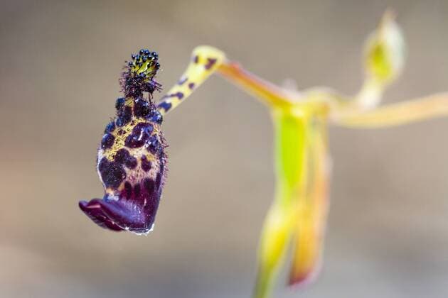 IMAGO Nature: Unsere Erde: Pflanzenwelt: Hässliche Pflanzen Labellum of Warty Hammer Orchid (Drakaea livida) in close up, Australia, Western Australia, Gracetown, Leeuwin-Naturaliste National Park Warty Hammer Orchid  AlexxHuizinga (58149)