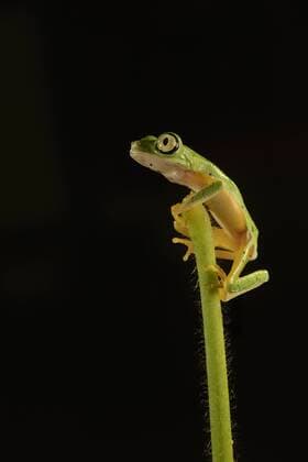 Unsere Erde: Natur, Tiere, Artenschutz, Seltene Tierarten Lemur Leaf Frog (Hylomantis lemur) resting on top of a a stem, The Netherlands, Limburg Lemur Leaf Frog  MariannexBrouwer (58815)