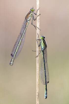 Male and female of Crescent Bluet (Coenagrion lunulatum) resting on grass stem, The Netherlands, Overijssel, Engbertsdijksvenen Crescent Bluet  AlexxHuizinga (59235)
