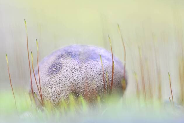 Common earthball (Scleroderma citrinum) on forest floor, France, Haute Savoie, Alps Common earth ball  AndréxGilden (59791)
