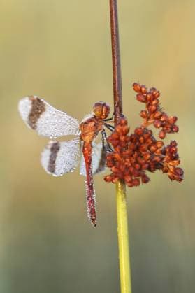 Banded Darter (Sympetrum pedemontanum) male covered with dew resting on Soft Rush (Juncus effusus), The Netherlands, Overijssel Soft Rush  KarinxRothman (83586)