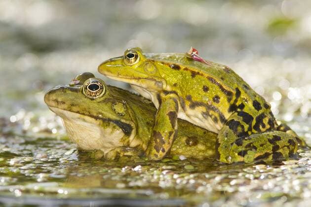 Pool Frog (Pelophylax lessonae) males in a courtship attempt, The Netherlands, Zuid-holland Pool Frog  RoeselienxRaimond (89065)