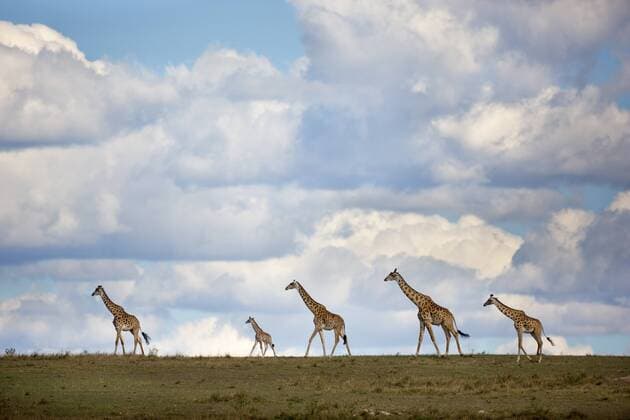 Kenyan Giraffe (Giraffa camelopardalis tippeelskirchi) moving across an open plain, Kenya, Maasai Mara National Park Masai Giraffe  RichardxGarvey-Williams (89633)