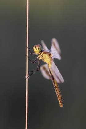 Banded Darter (Sympetrum pedemontanum) female warming up in the first sunlight, The Netherlands, Overijssel Banded Darter  KarinxRothman (91564)