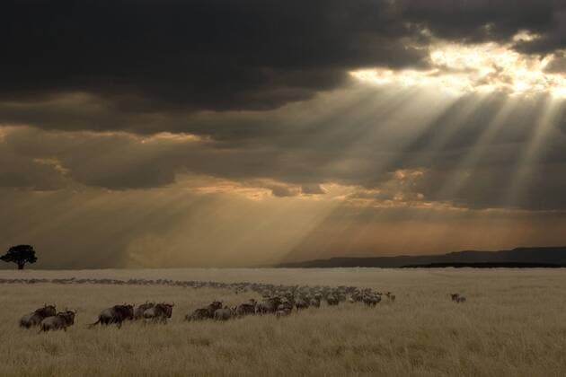 Blue Wildebeest (Connochaetus taurinus) migration at sunset, Kenya, Maasai Mara National Reserve Blue Wildebeest  RobxReijnen (95459)