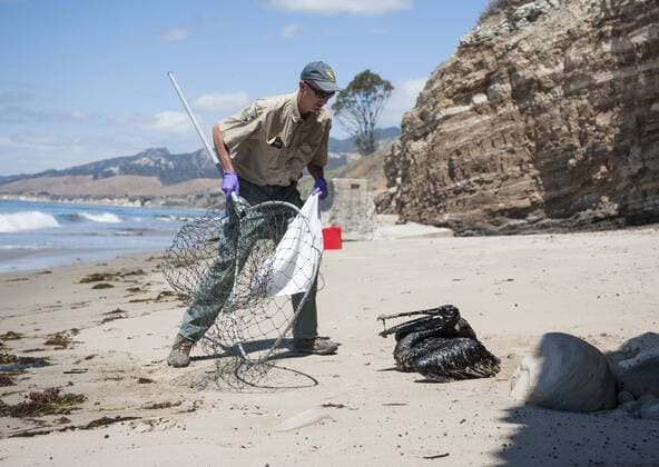May 20, 2015 - U.S. - Mike Harris of the California Department of Fish and Wildlife prepares to rescue a pelican covered in oil on the beach approximately a mile west of Refugio Beach from Tuesday oil spill. U.S. - ZUMAb77_