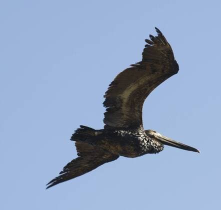 (150523) -- SANTA BARBARA COUNTY, A pelican covered with oil flies over the beach in Santa Barbara County of Southern California, the United States, on May 22, 2015. An underground pipeline ruptured on May 19 and spilled about 21,000 gallons of crude. The Oiled Wildlife Care Network has activated recovery teams to collect oiled animals. ) (djj) U.S.-SANTA BARBARA COUNTY-OIL SPILL YangxLei 