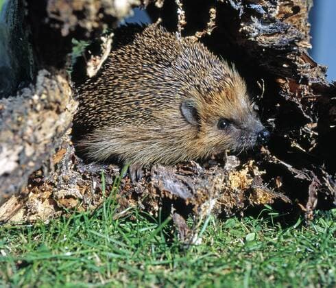 IMAGO Creative: Jahreszeit Herbst, Igel beziehen Winterquartier Igel nutzt die im Garten angelegte Igelburg als Unterschlupf Igelburg