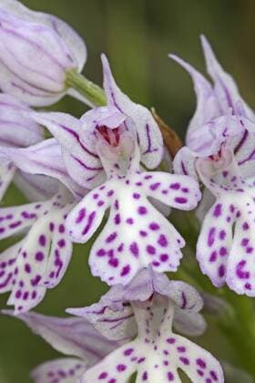 IMAGO Nature: Unsere Erde: Pflanzenwelt: Gepunktete Pflanzen Dreizaehniges Knabenkraut (Orchis tridentata, Neotinea tridentata), Detail der Bluetentraube, Deutschland Three-toothed orchis (Orchis tridentata, Neotinea tridentata), raceme detail, Germany BLWS396359