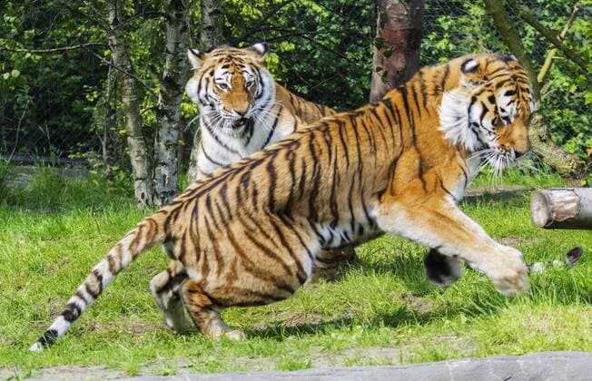 Tiger Kater Kailek ist im alter von 4 Jahren gestorben Sibirischer Tiger Weibchen Maruschka und Kater Lailek versuchen sich im Nachwuchs zeugen Tierpark Hagenbeck Hamburg 11 06 2015 Tierpark