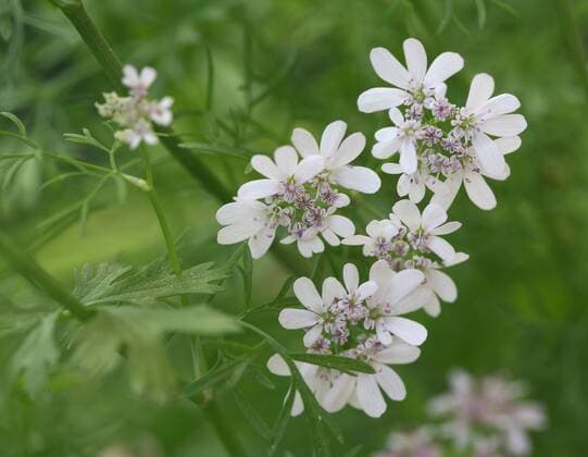 IMAGO Nature: Unsere Erde: Pflanzenwelt: Bedrohte Arten Echter Koriander (Coriandrum sativum), Blüten Copyright: imageBROKER/SiegfriedxGrassegger ibxasm04154856.jpg