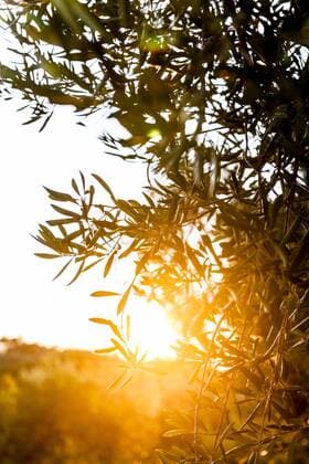 Greece, Corfu, olive tree in backlight  EGBF000065