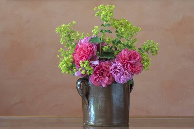  Blumenstrauß in einem Tonkrug auf einem Tisch, Rose Cariona und Frauenmantel (Alchemilla sp.) Copyright: imageBROKER/HelmutxMeyerxzurxCapellen ibxmzc04161898.jpg