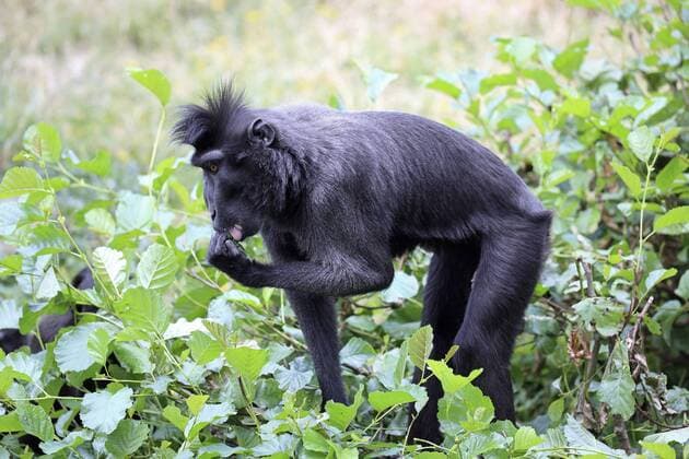 Schopfmakak, Schopf-Makak, Schopfaffe, Schopf-Affe (Macaca nigra), auf Nahrungssuche Celebes ape, Celebes black ape (Macaca nigra), on the feed BLWS398483