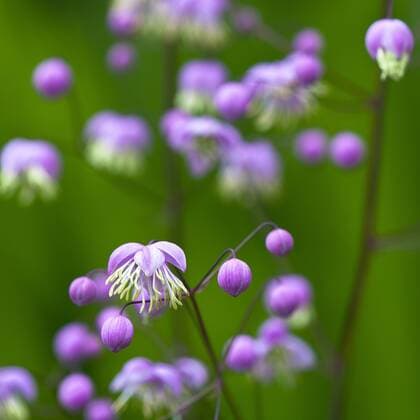 Nature Thalictrum delavayi growing wild. JanxHolm LOOPxIMAGES JHO951201