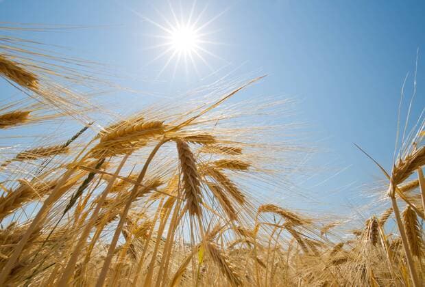 Pflanze; Getreide; Gerste; Ã hre; Gerstenähre; Gerstenfeld: Sonne strahlt am blauen Himmel über reifer Gerste